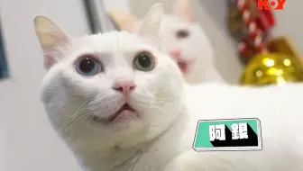 【粵語中字】[預告] 尋找喵喵的故事 EP15 鴛鴦眼貓店長守護本土文化