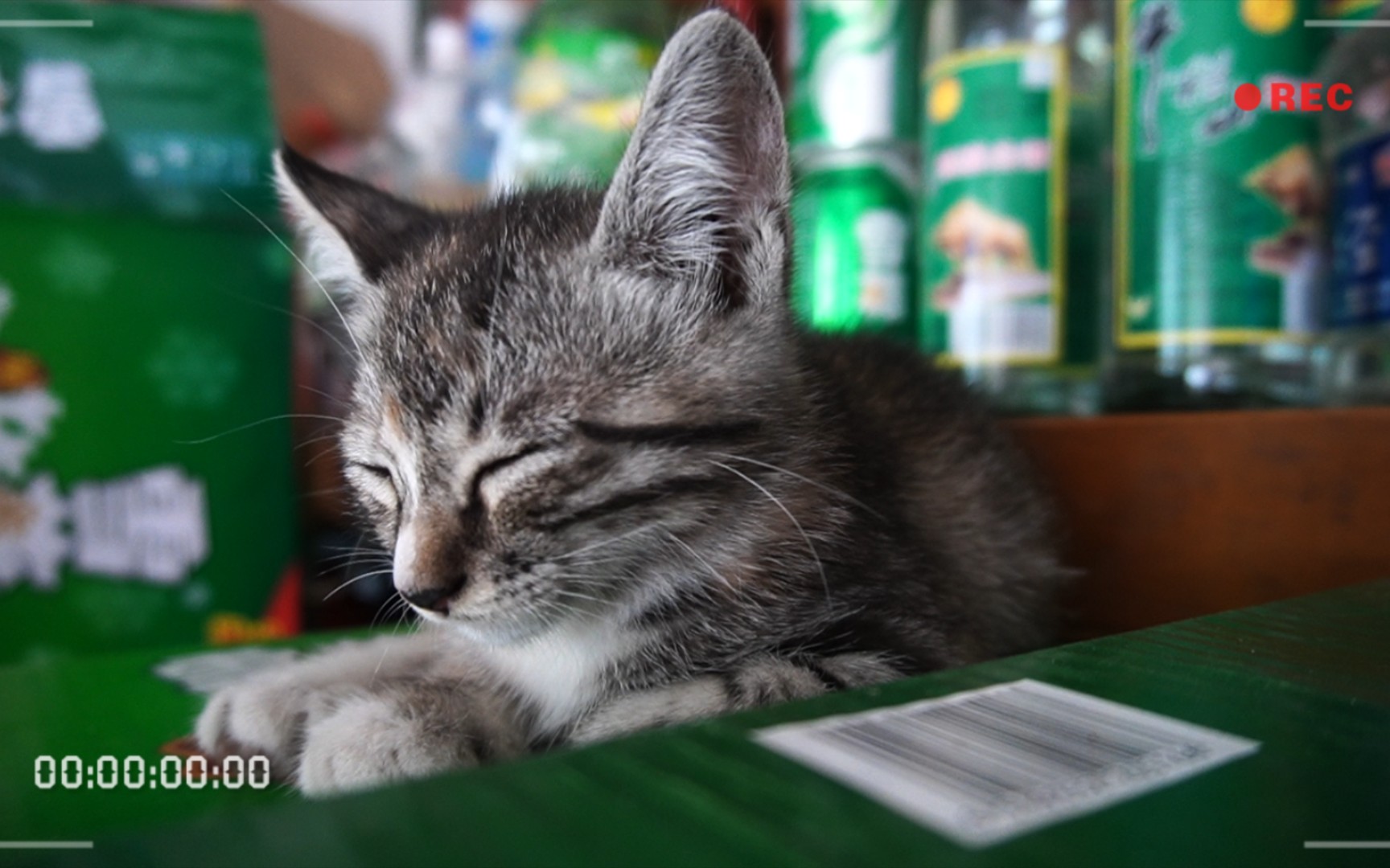 活动  小奶猫的午间小憩/看小猫打瞌睡我能看一个中午www