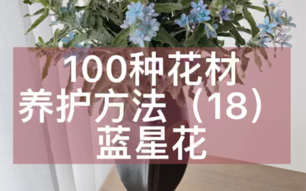 100种花材养护方法(18)蓝星花哔哩哔哩bilibili