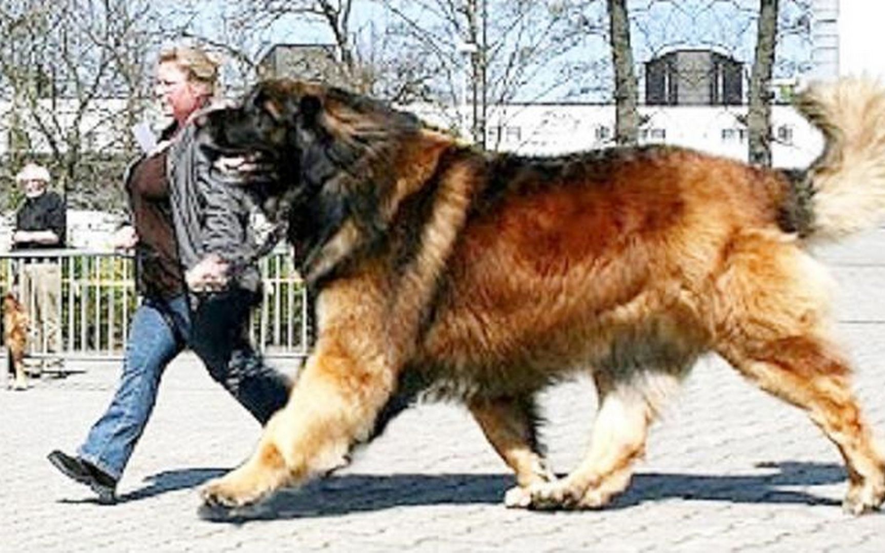 國寶級牧羊犬高加索牧羊犬,身材巨大無比,藏獒不是它的對手