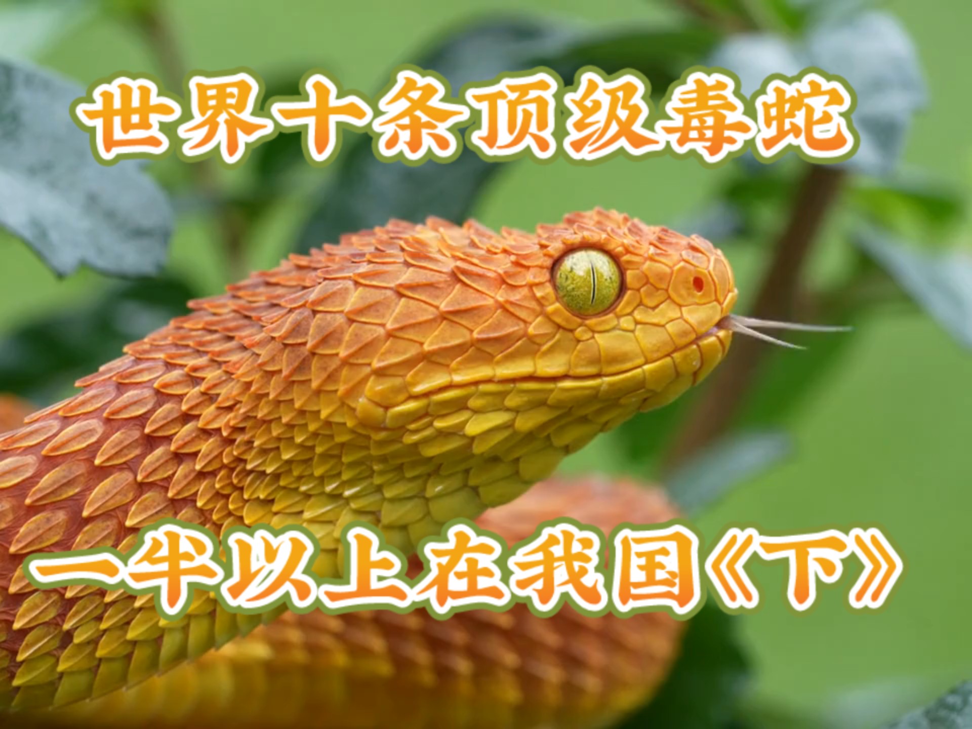 世界公认十大最毒毒蛇