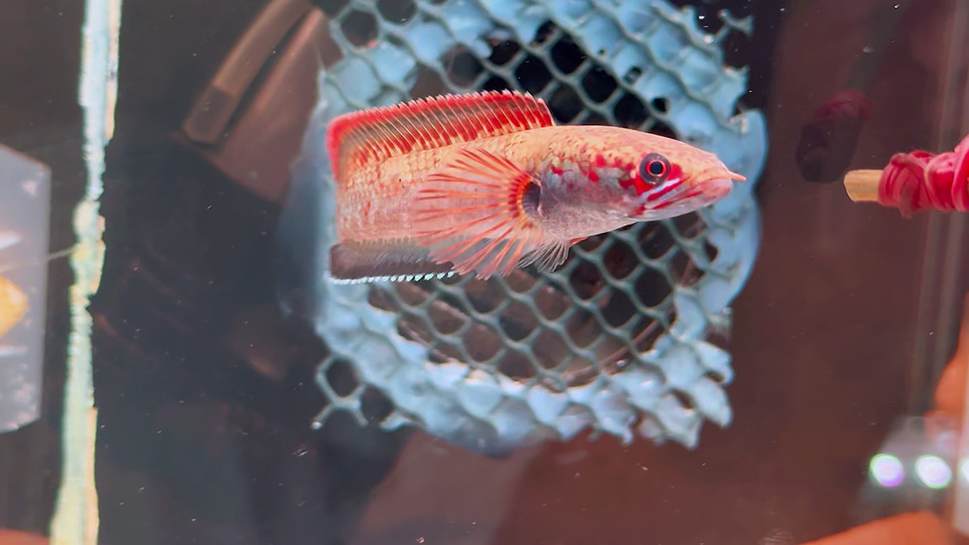 血斑雷龙,48起双包.选鱼看主页 #雷龙鱼 #血斑一型雷龙