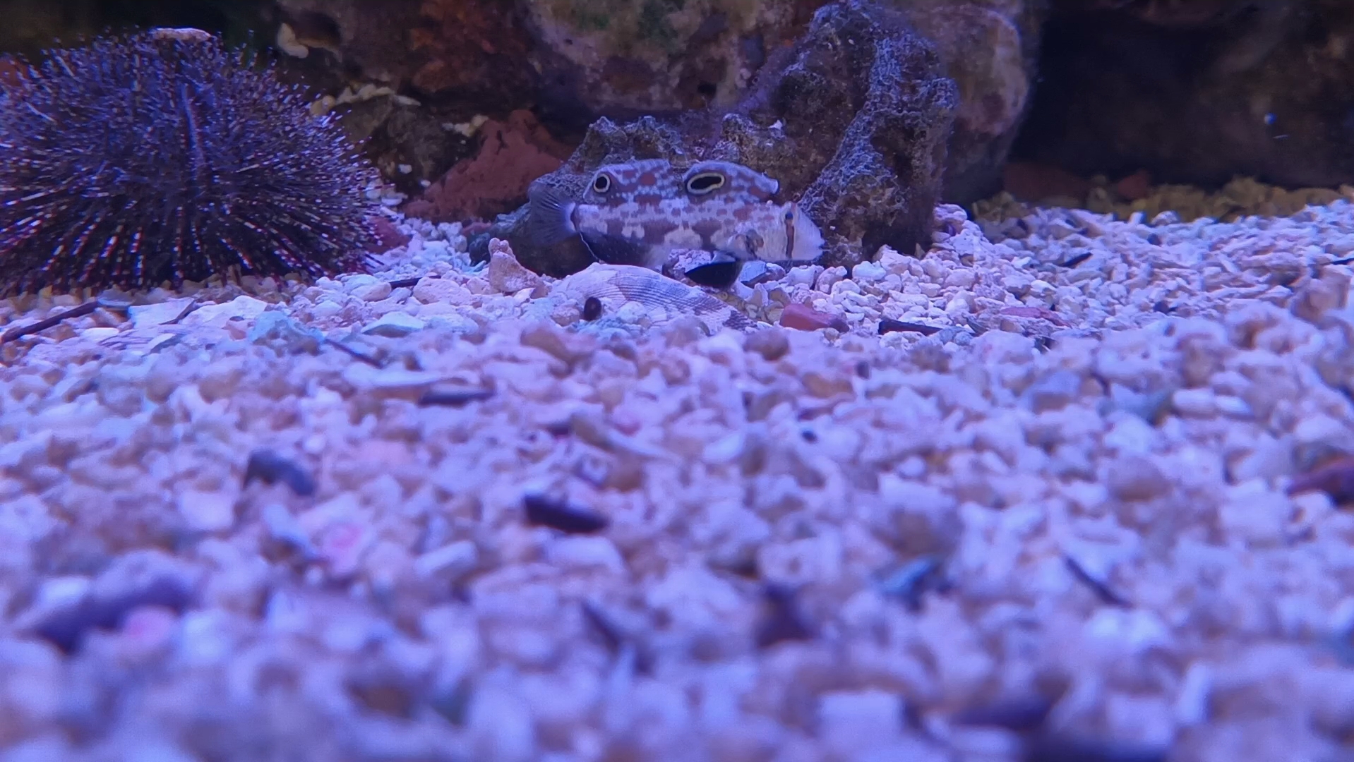 于上海海洋水族馆“海洋教室”展区拍摄的四驱车/双睛护稚鰕虎(Signigobius biocellatus)哔哩哔哩bilibili