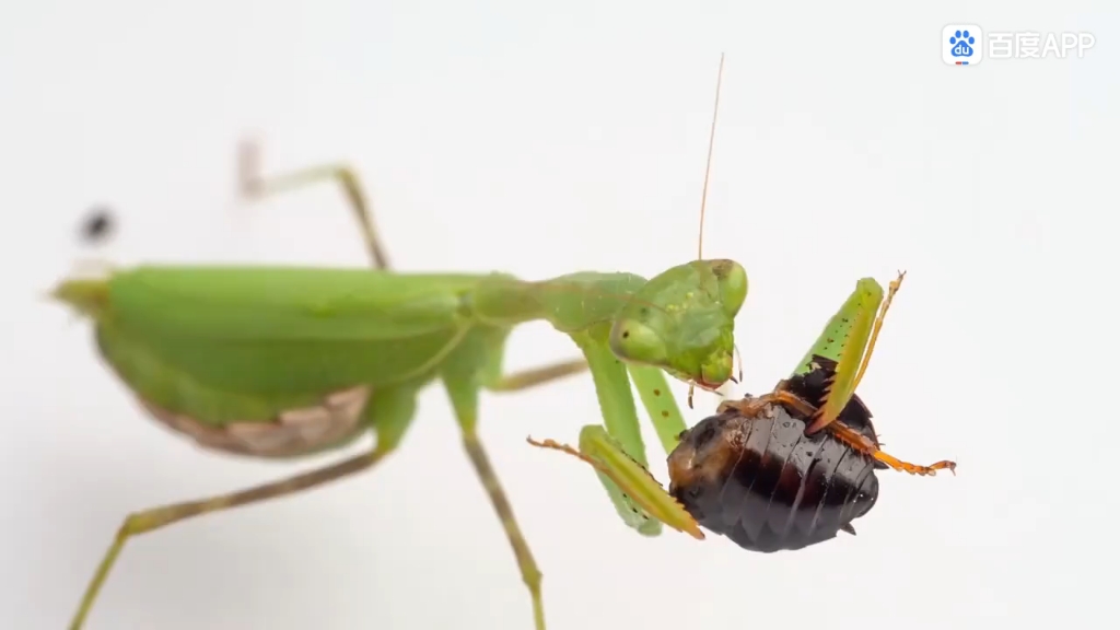螳螂捕食蟑螂