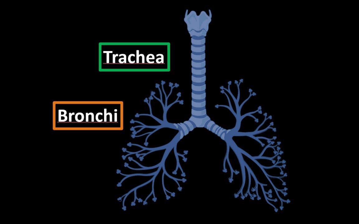 气管+支气管树+肺泡树(组成、结构、壁层)哔哩哔哩bilibili