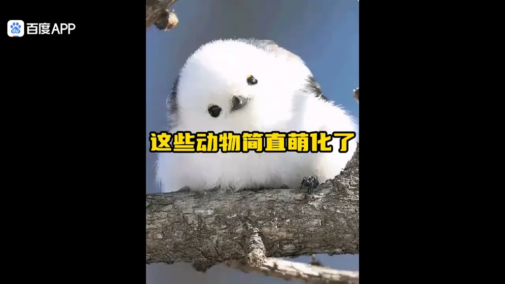 萌宠大集合~可爱小动物们的生活日常