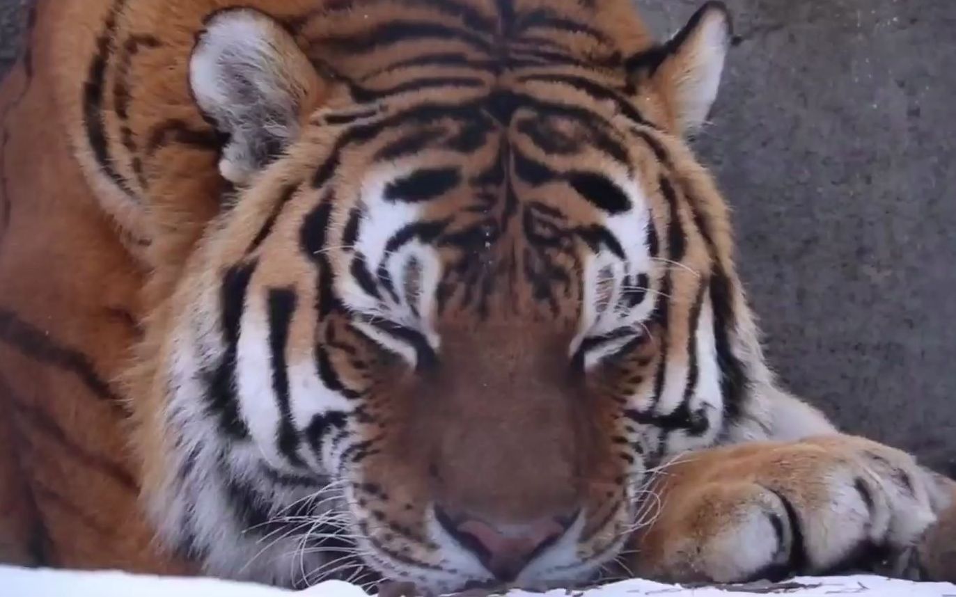 大中午的就叫虎起床,真是困死本大王了