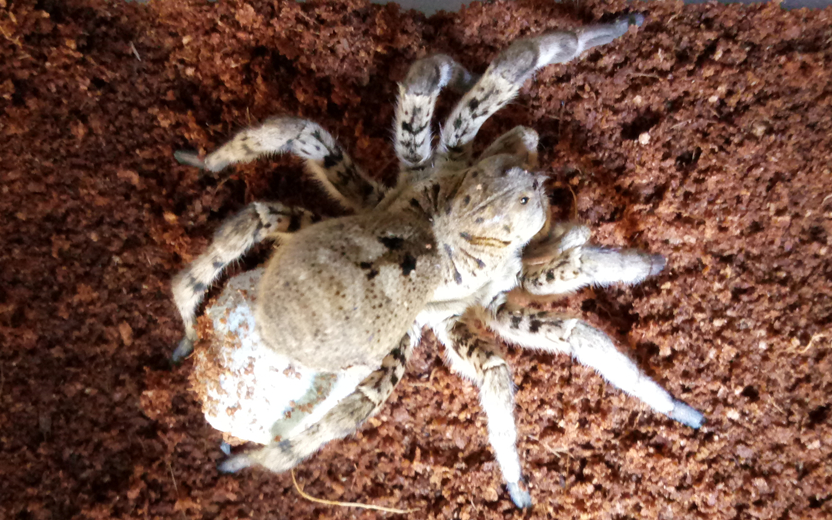 中华狼蛛孕母开箱视频