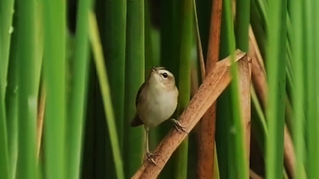 苇莺鸟的歌唱哔哩哔哩bilibili