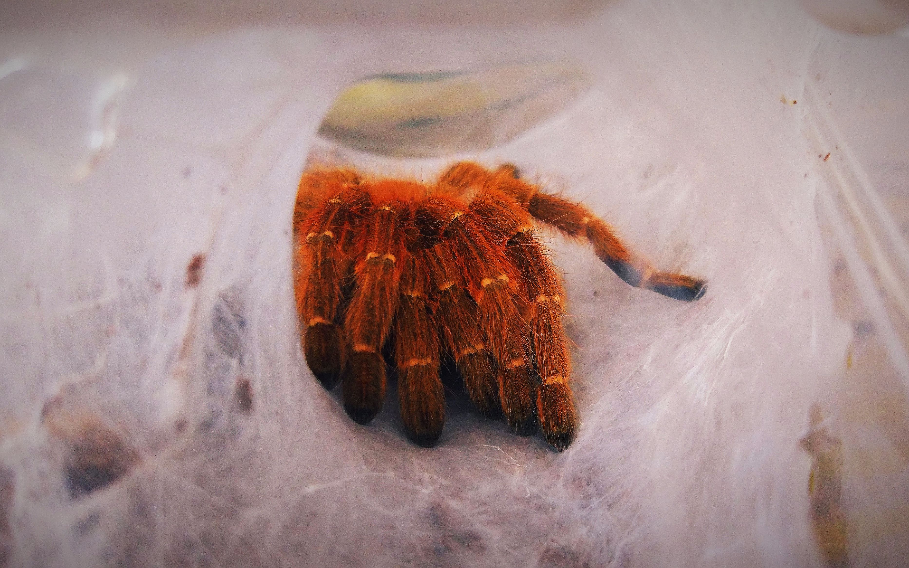 橙巴布换盒子,我觉得我可能是最怂的养蛛人之一了