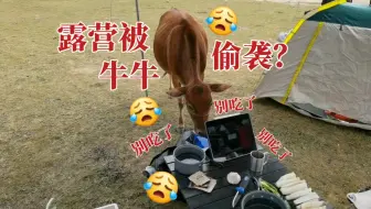 露营被牛牛偷袭？