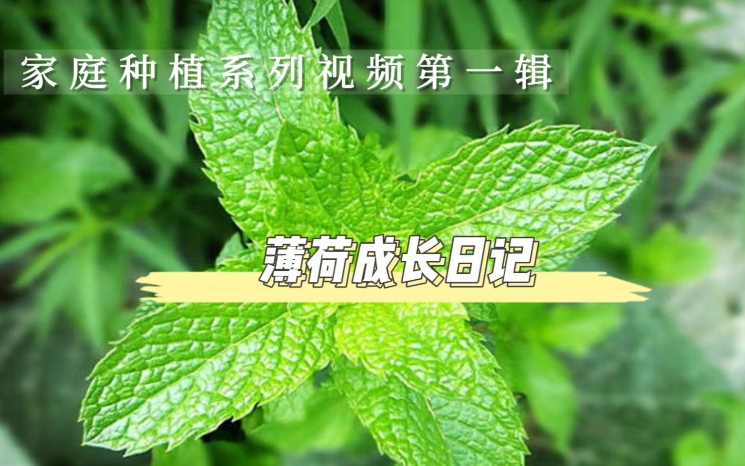 家庭种植系列之薄荷成长日记第三集:发芽过程哔哩哔哩bilibili