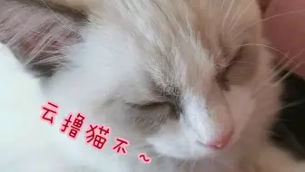 布偶猫lala］谁说布偶猫很乖的？？分明就是猎人_哔哩哔哩_bilibili