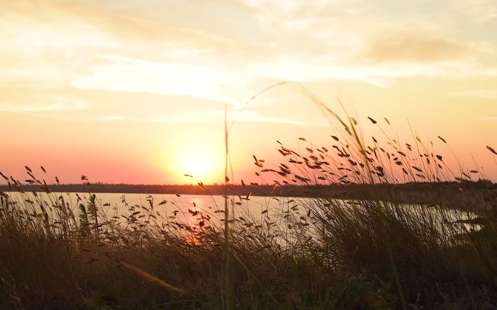空镜头视频素材 夕阳阳光芦苇 素材分享
