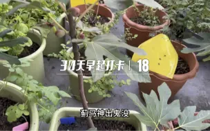 Download Video: 蓟马对植物叶子伤害性很大，可以用这个方法进行物理防治