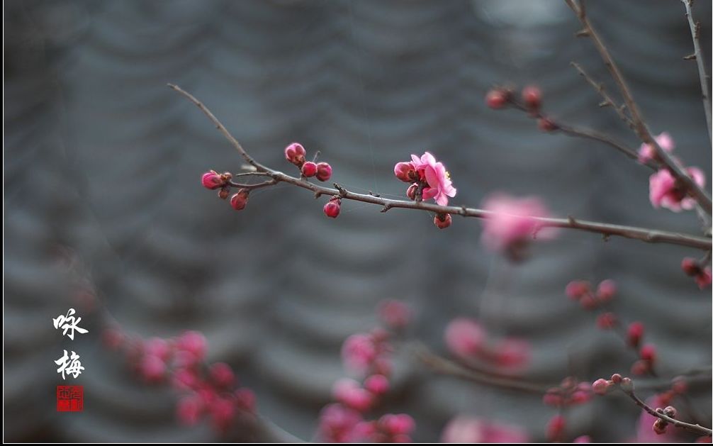 郭沫若诗歌朗诵《咏梅》, 郭大师的声音你可曾听过哔哩哔哩bilibili