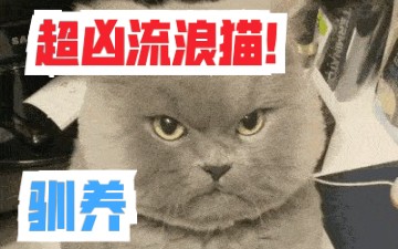 很凶的流浪猫可以带回家吗?流浪猫怎么养?流浪猫带回家注意事项哔哩哔哩bilibili