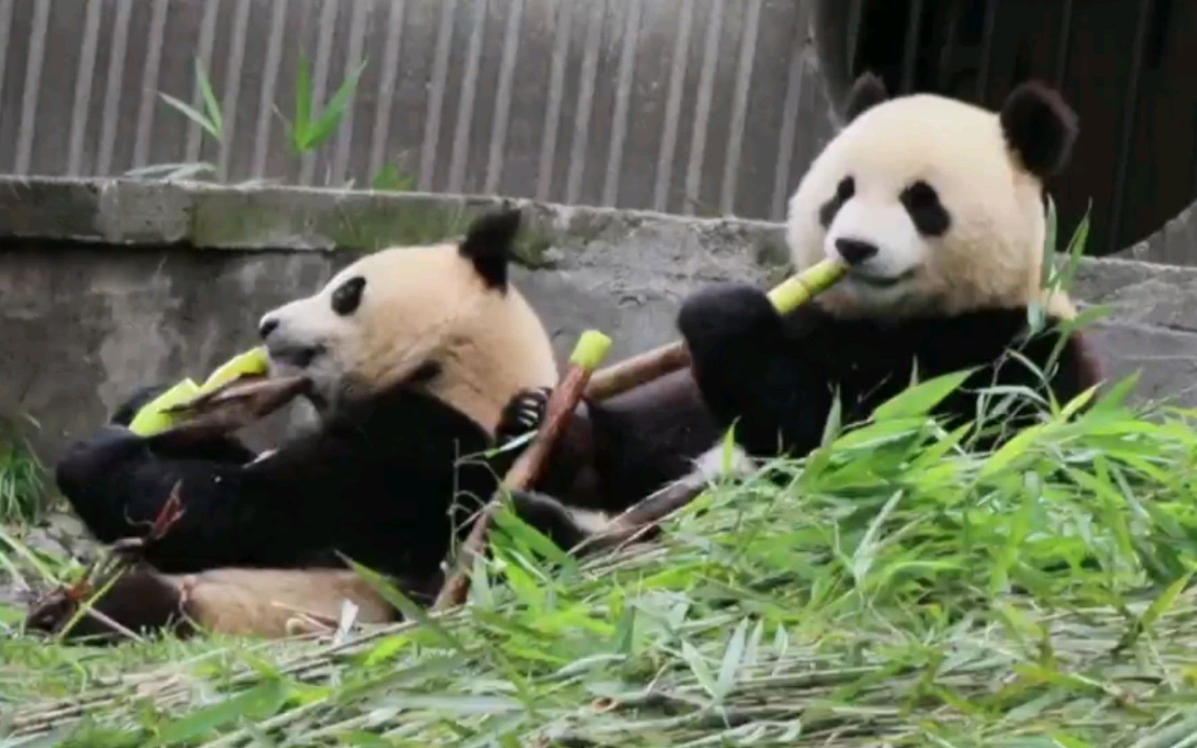 [图]【大熊猫皓月】皓月与小熊友们吃胡萝卜和竹笋