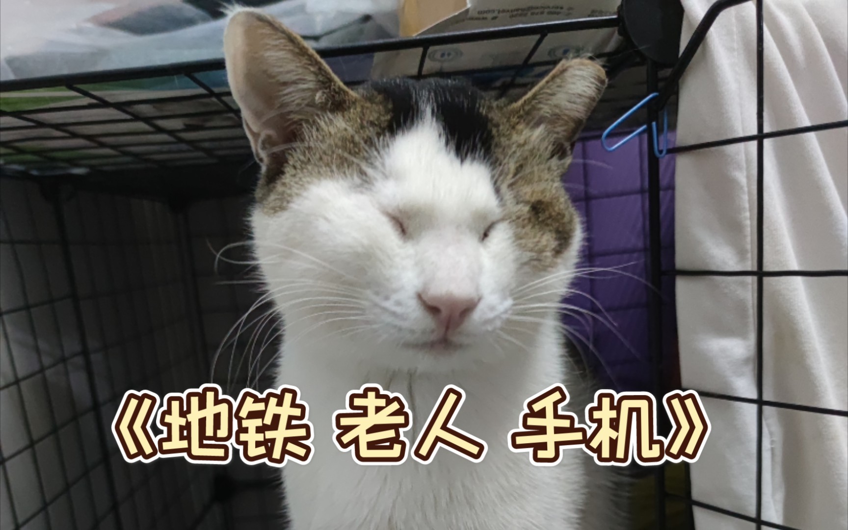 补充介绍一下校园流浪猫眯眯眼