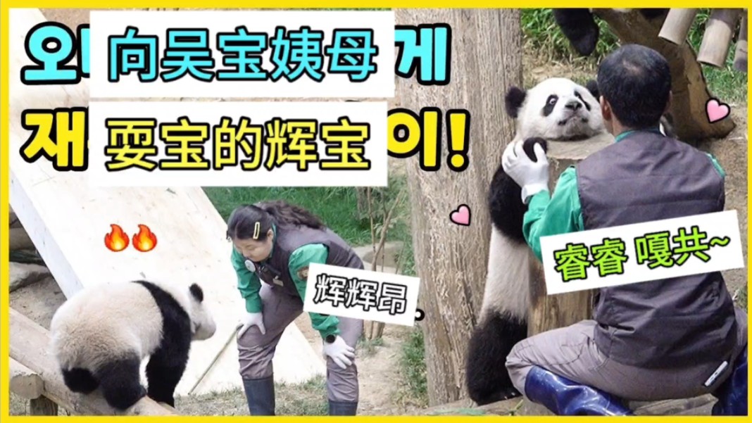 【中字】240519更新|可爱到令人窒息的辉宝和姨母的对峙现场|向姨母