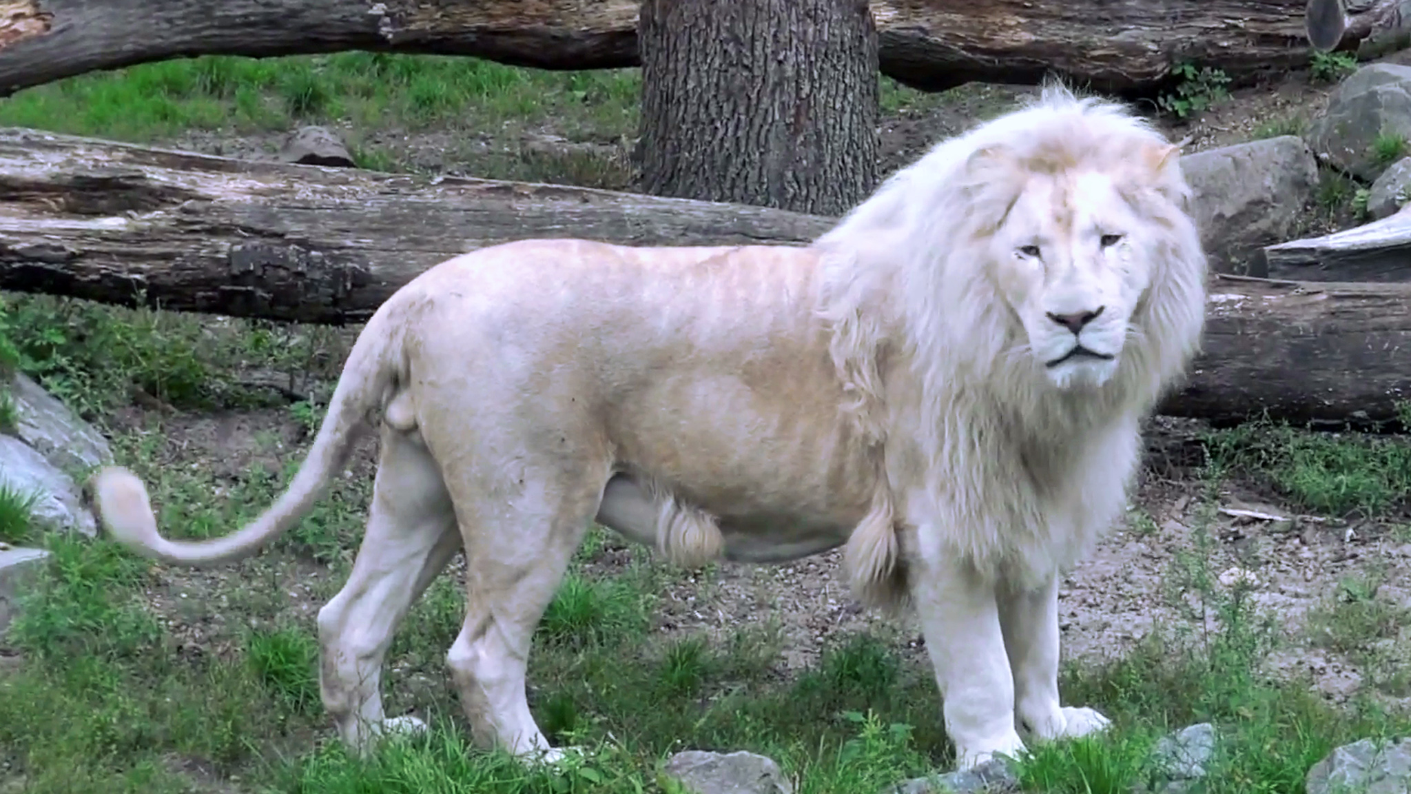 大块头 白狮子 322公斤!猫科动物里霸气无双的尊贵血统