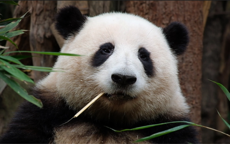 06.17 花花一叼牙签,现场观众要被萌洗啦!一个都逃不掉90