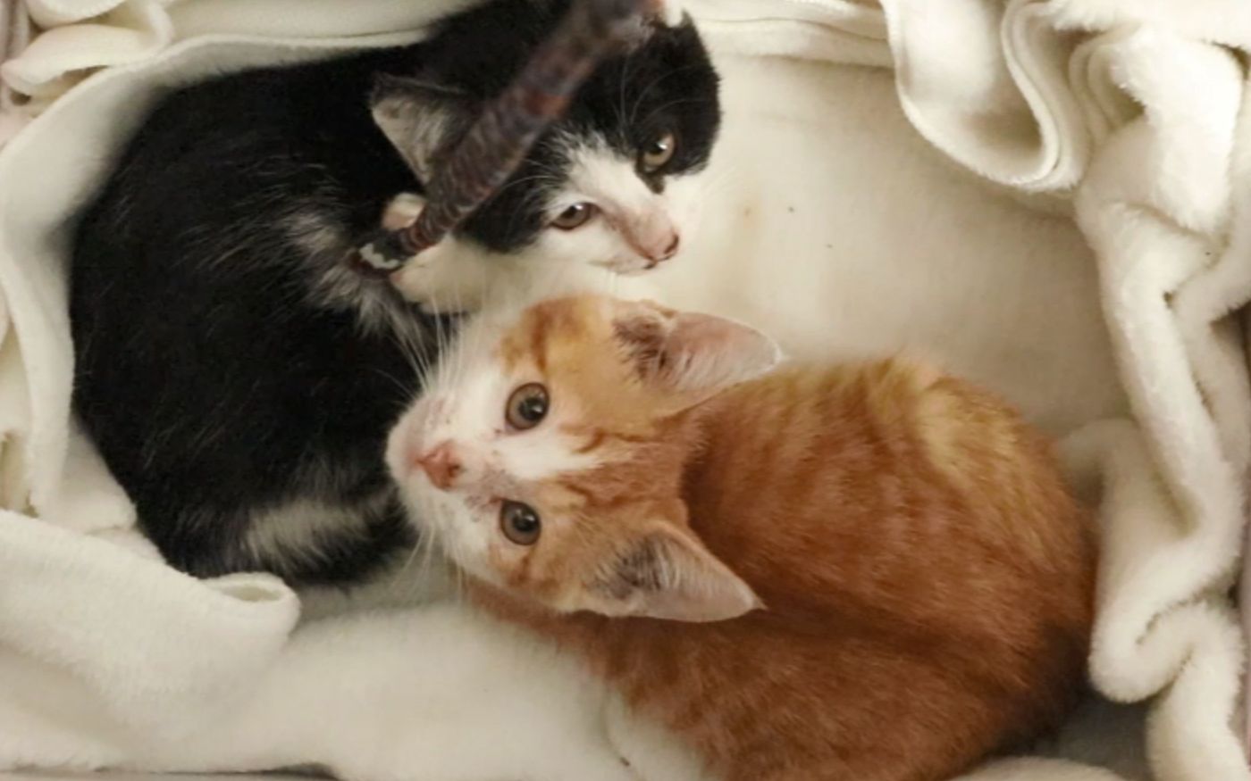 摄影棚又添新成员两只可爱的小家伙