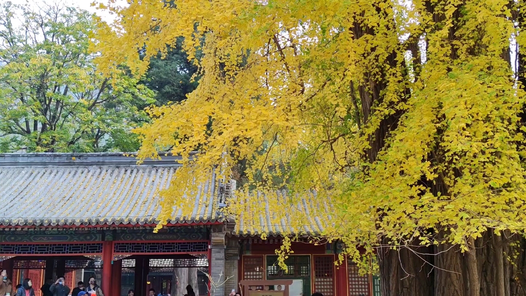 站在潭柘寺的千年银杏树之下 感受落叶纷飞