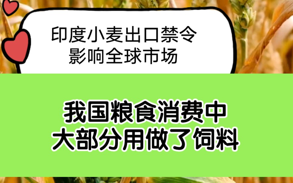 印度小麦禁令或至粮食保护主义抬头,但对我国影响不大,我国粮食供应充足,饲料粮成消费大头哔哩哔哩bilibili