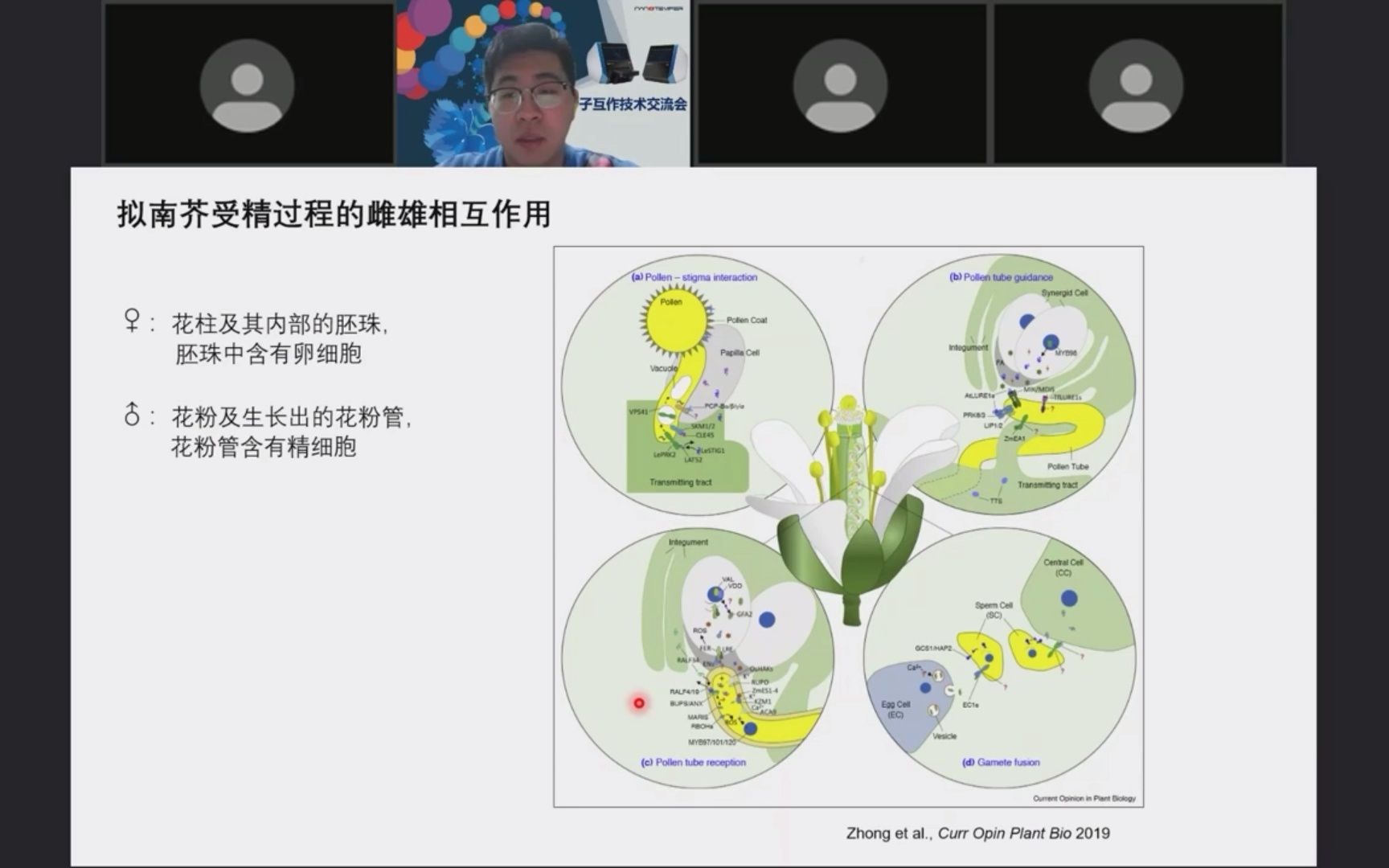 【北京大学 李其昀博士】拟南芥雌雄相互作用过程中受体激酶小肽信号参与的分子调控机制哔哩哔哩bilibili