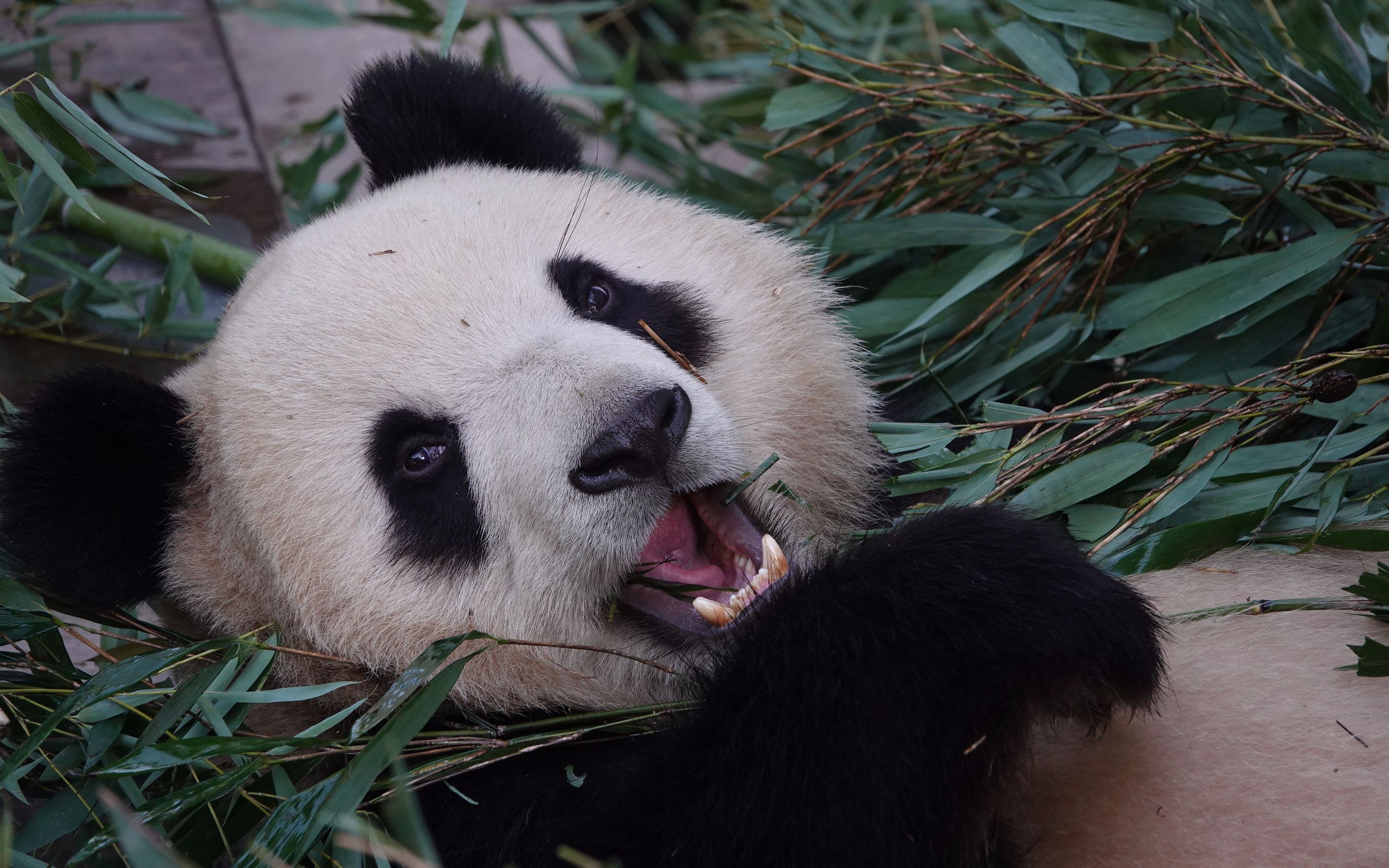 【大熊猫胖大海】吃放在窗前小桶里的冬笋