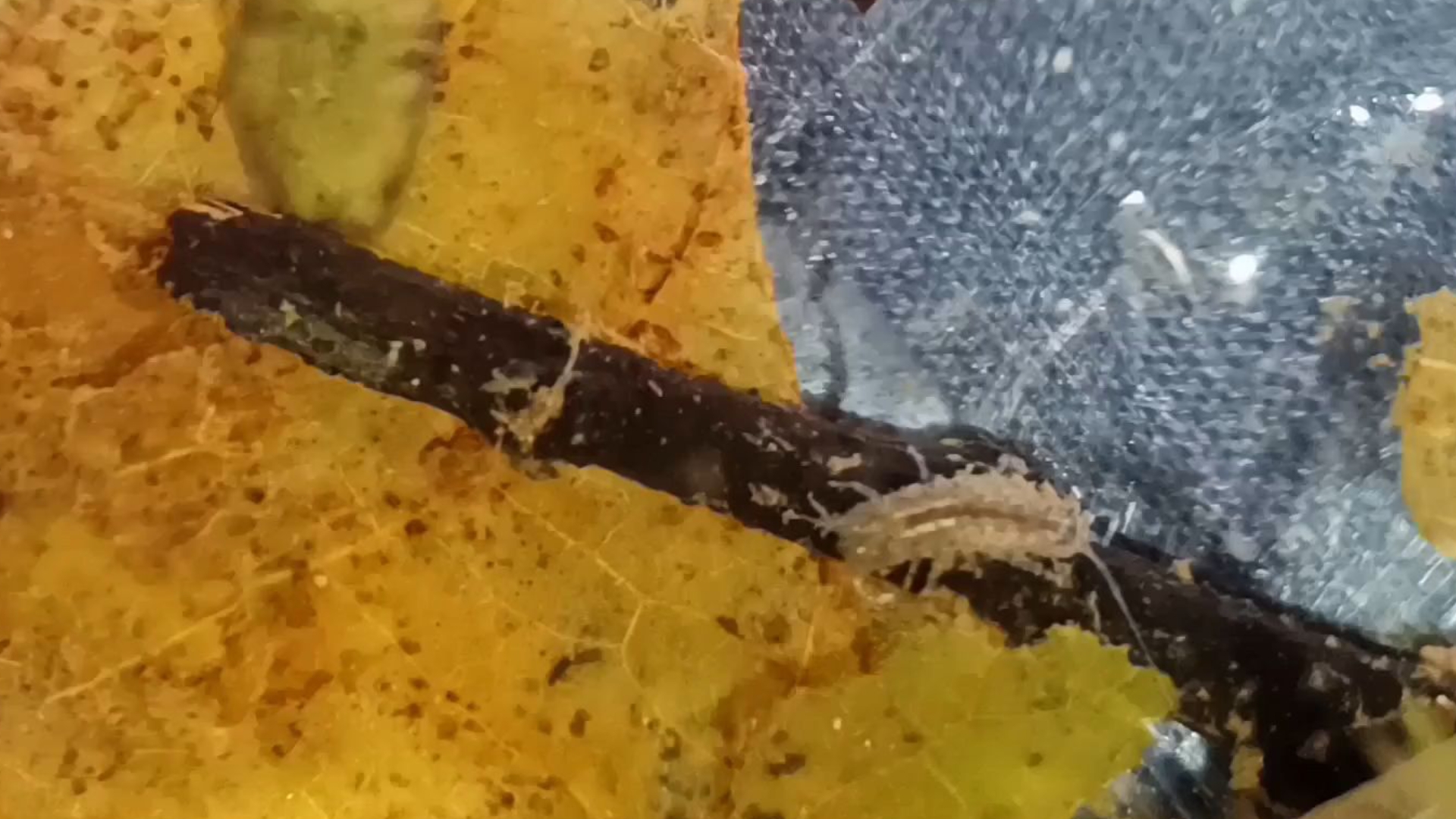 淡水栉水虱和涡虫