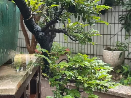 黑骨香纯根下山五年,去年上手工白冰裂盆大剪后,整看到全新芽到位盆口