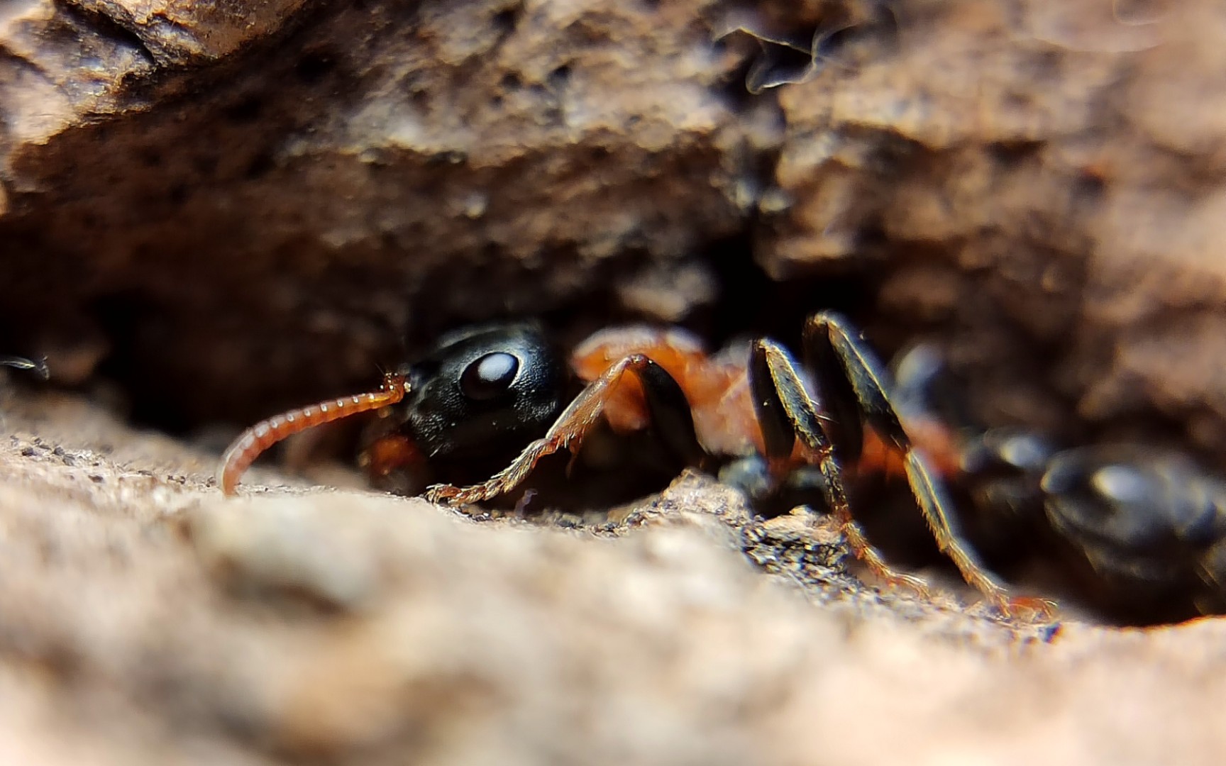 红黑细长蚁(tetraponera rufonigra)