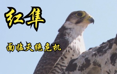 【英国】【纪录片】面临灭绝危机的红隼 Kestrel facing extinction crisis哔哩哔哩bilibili