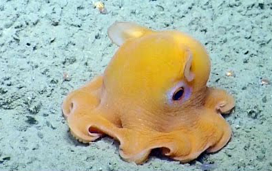 海洋萌宠黄黄小章鱼依旧萌萌的