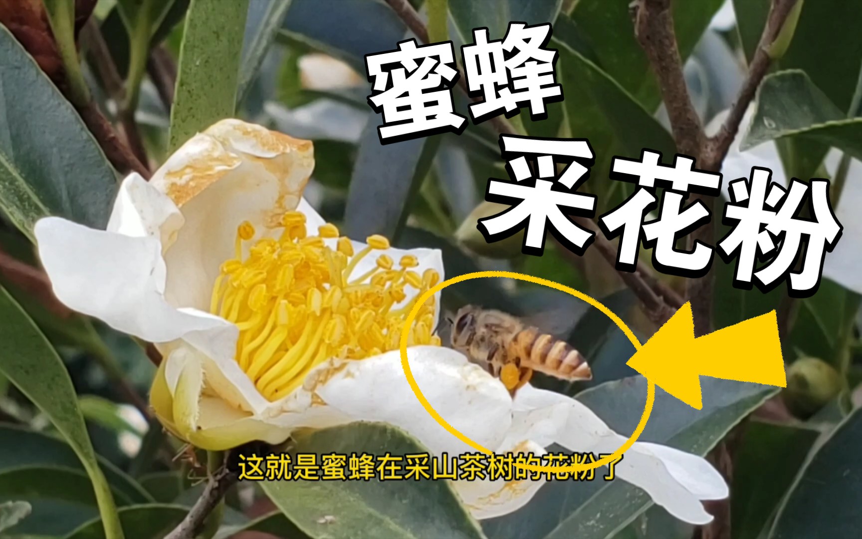 [图]我家蜜蜂采花粉，没有见它提花篮#我的乡村生活#蜜蜂#山茶树花