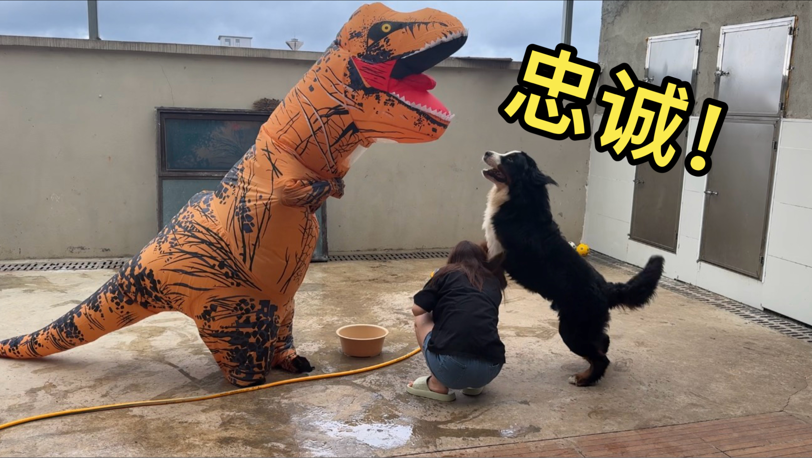 家中突然出现恐龙袭击女主人，狗子会护主吗？