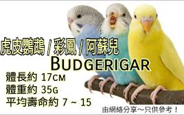 鹦鹉品种分享介绍 ~虎皮鹦鹉 彩凤 阿苏儿 (Budgerigar)哔哩哔哩bilibili