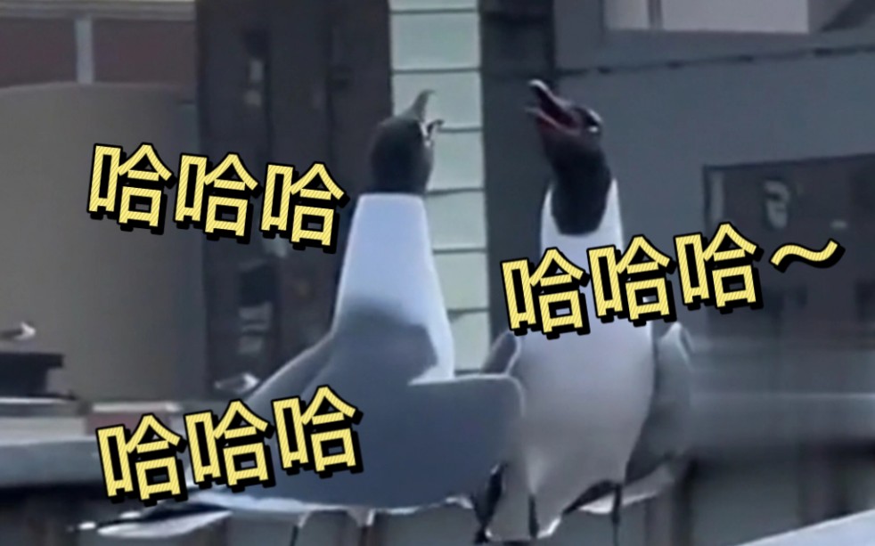 海鸥大声嘲笑脚滑的同伴,网友:第一次听懂鸟语