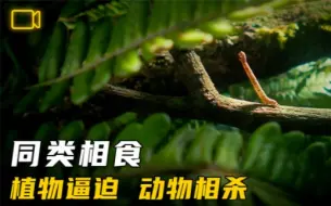 下载视频: 毛虫自相残杀、同类相食，背后竟是植物暗中作怪……