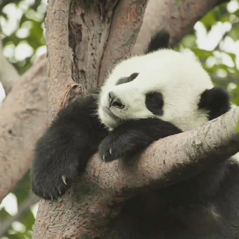 树杈上自闭的熊猫