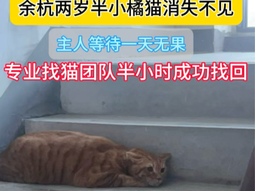 余杭区小橘猫不慎走失 成功找回哔哩哔哩bilibili