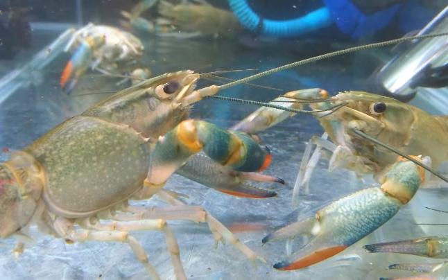 两只澳洲红螯螯虾在打架