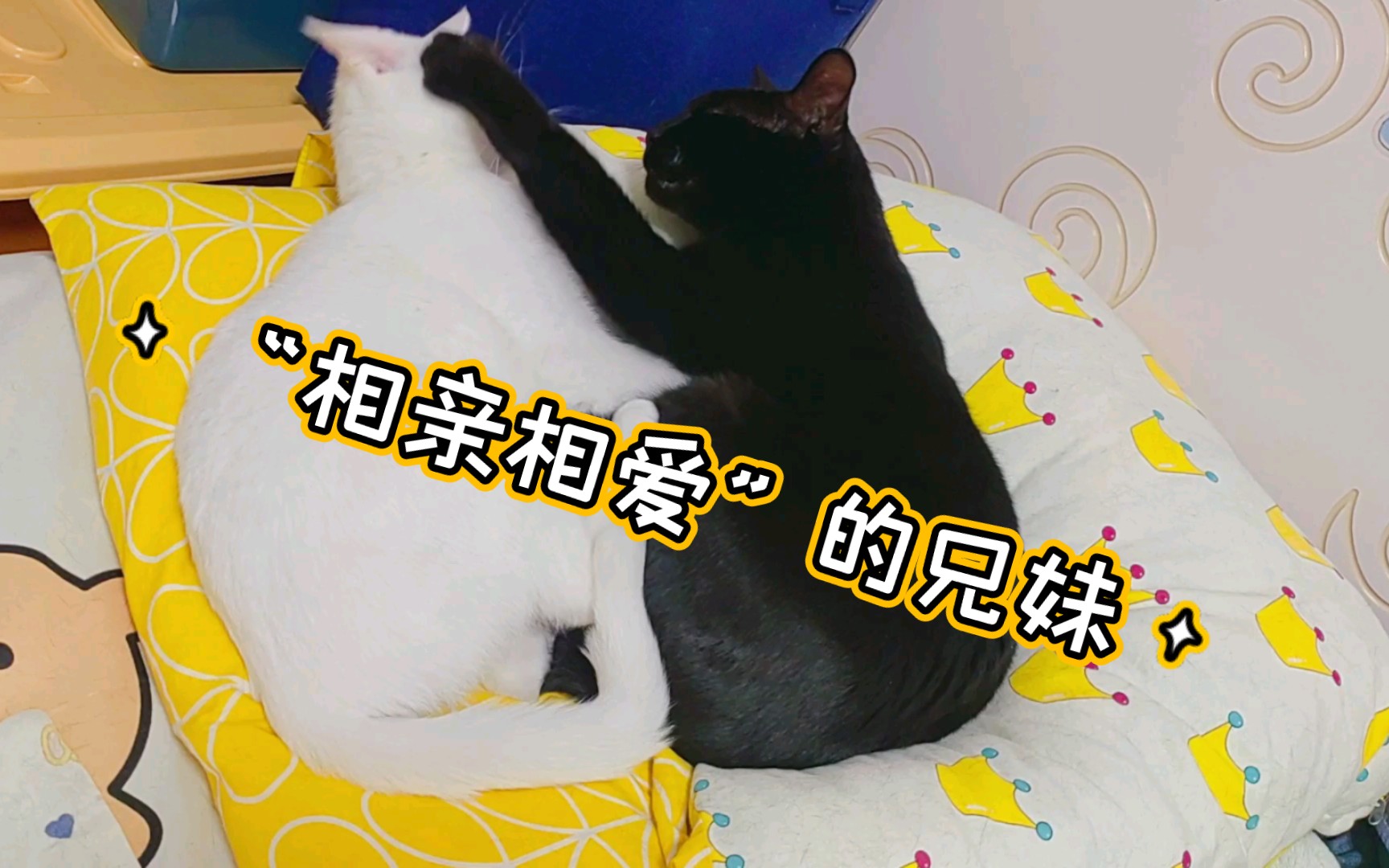 蜜汁互舔,然后蜜汁...哔哩哔哩bilibili