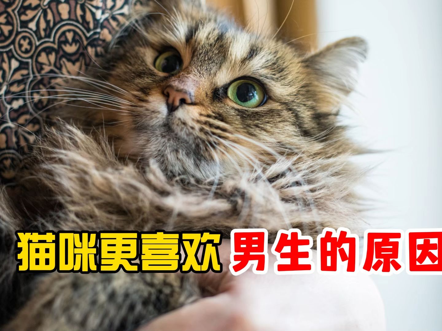 [图]猫咪为什么更喜欢男生，原因很真实