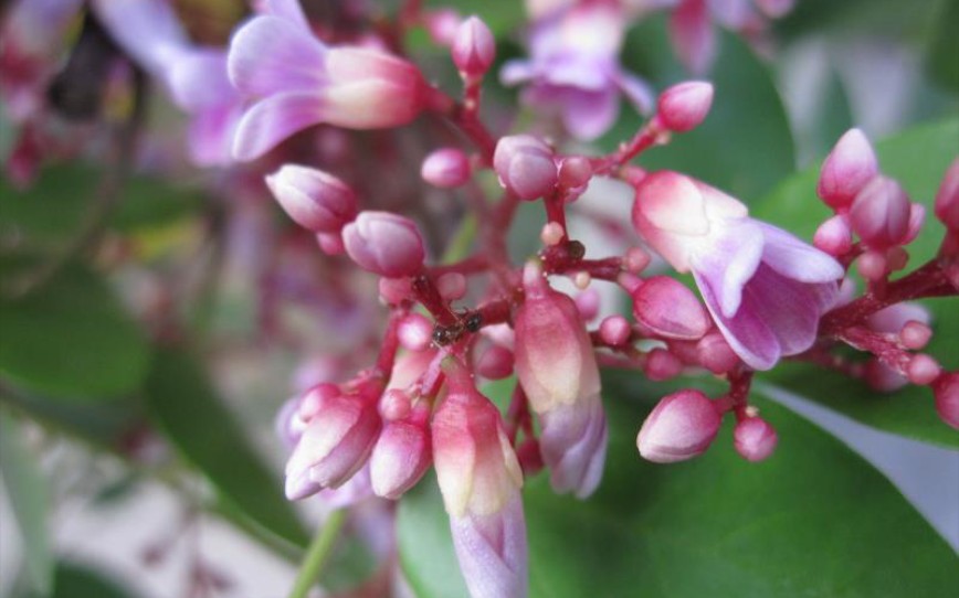 魅力中草药每日一药之羊桃