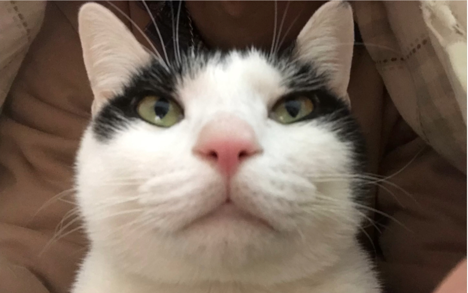 直男猫自拍