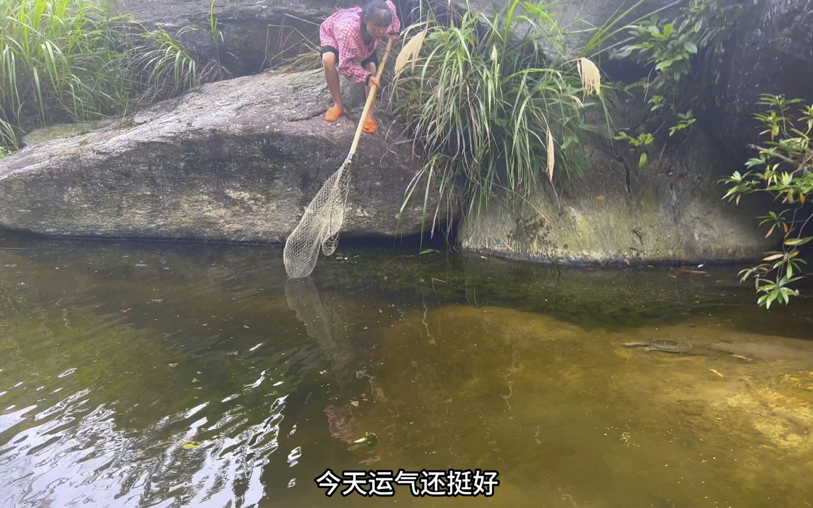 [图]抽干水坑抓团鱼了