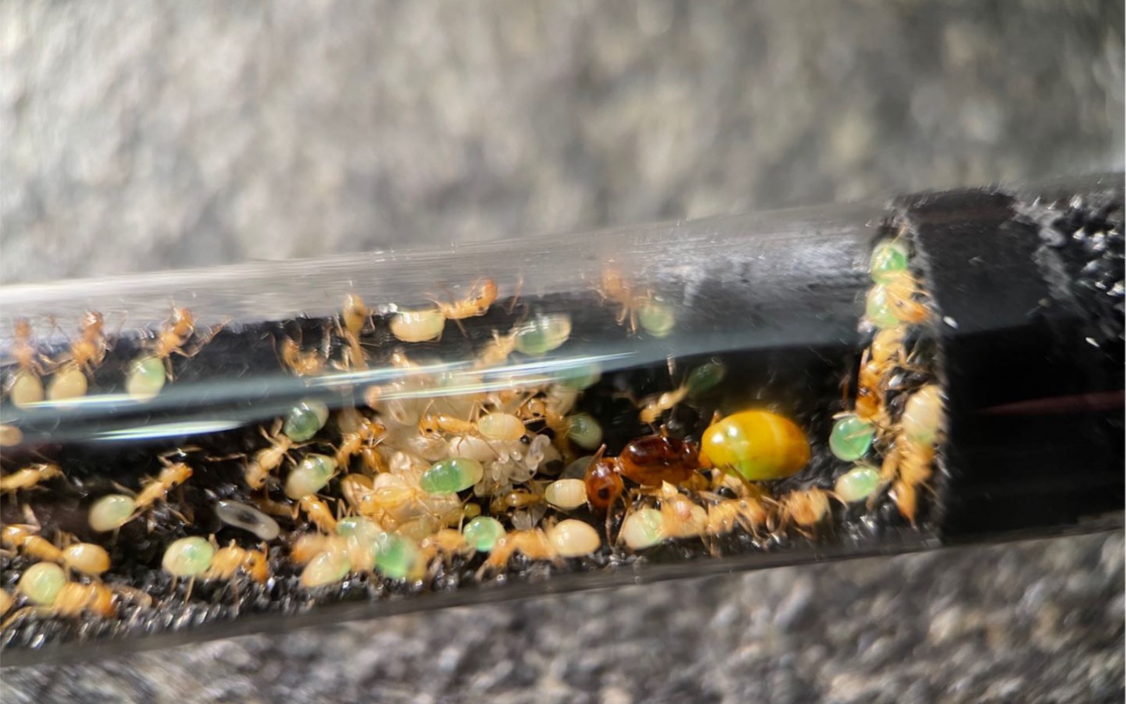 活动  【红金弓背蚁的第165天】国产小精灵